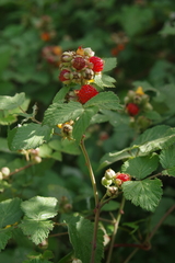Rubus incanus