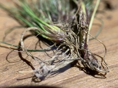 Eleocharis bella