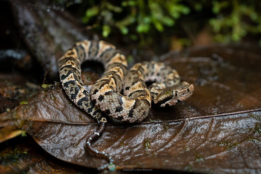 Ecuadorian Toadhead