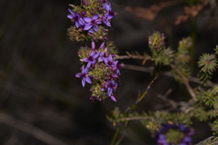 Calytrix sapphirina
