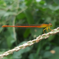 Ceriagrion glabrum