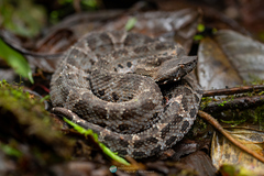 Ecuadorian Toadhead photo 2