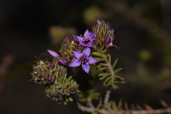 Calytrix sapphirina