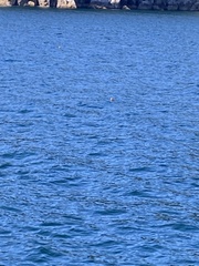 Fratercula corniculata