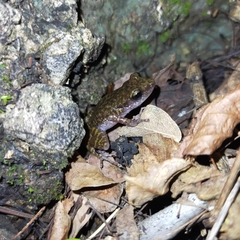 Eleutherodactylus interorbitalis