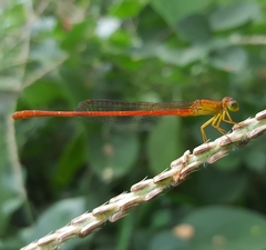 Ceriagrion glabrum