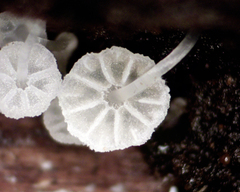 Mycena piringa