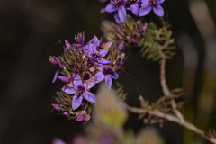 Calytrix sapphirina