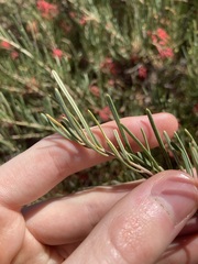 Grevillea pinaster