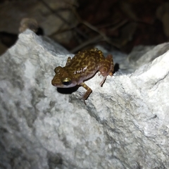 Eleutherodactylus interorbitalis
