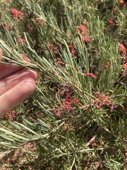 Grevillea pinaster