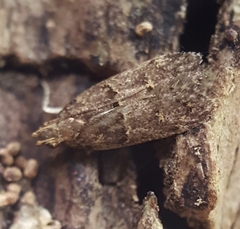 Ancylometis mulaella