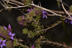 Calytrix sapphirina