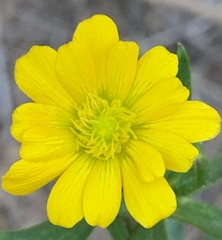 Ranunculus petiolaris