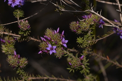 Calytrix sapphirina