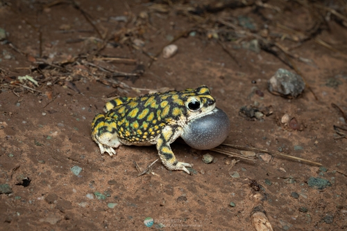 Sonoran Green Toad