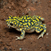 Sonoran Green Toad - Photo (c) Ross Maynard, some rights reserved (CC BY-NC), uploaded by Ross Maynard