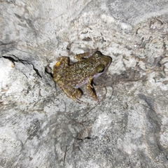 Eleutherodactylus interorbitalis