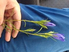 Gentiana pneumonanthe