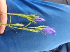 Gentiana pneumonanthe
