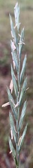 Elymus lanceolatus