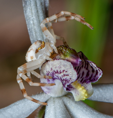 Zygometis xanthogaster