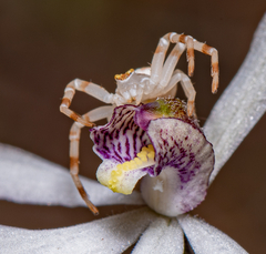 Zygometis xanthogaster