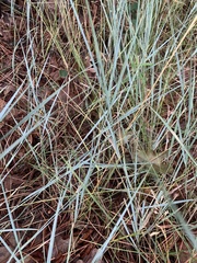 Elymus lanceolatus