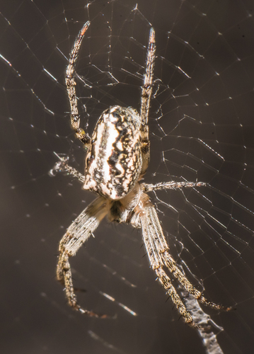 Western Bush Orbweaver