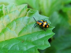 Phyllocharis undulata