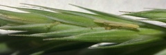 Elymus lanceolatus