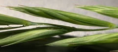 Elymus lanceolatus