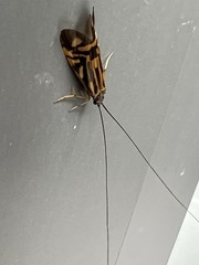 Macrostemum zebratum