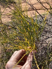 Acacia scirpifolia