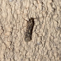 Cephitinea obscurostrigella