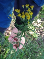 Galatella biflora