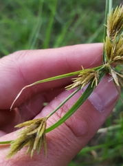Cyperus polystachyos