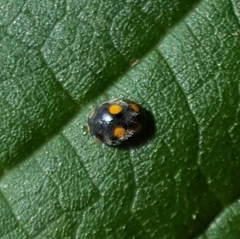 Platynaspis capicola