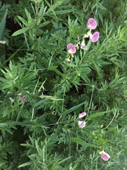 Lathyrus