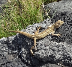 Calotes versicolor
