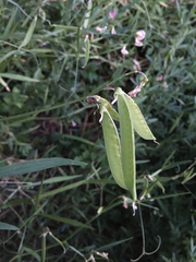 Lathyrus