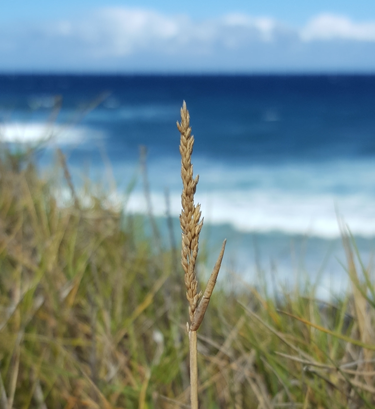 (c) François Rousseu, certains droits réservés (CC BY-NC) https://www.inaturalist.org/observations/128251158