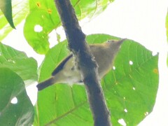 Vireo masteri