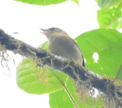 Vireo masteri