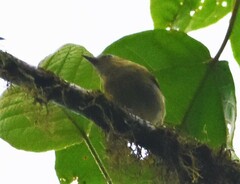 Vireo masteri