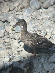 Anas platyrhynchos platyrhynchos