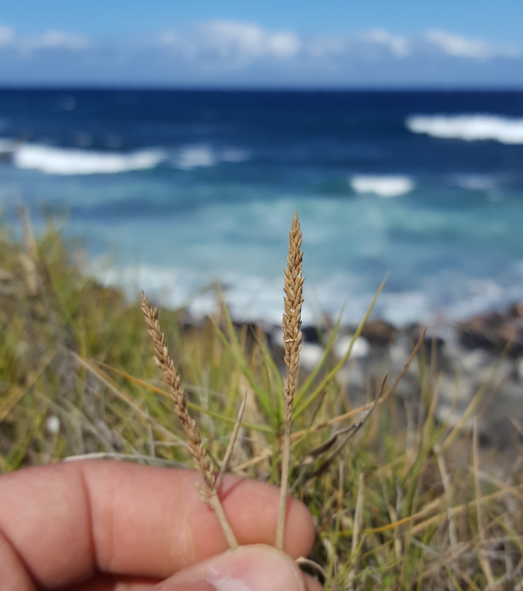 (c) François Rousseu, certains droits réservés (CC BY-NC) https://www.inaturalist.org/observations/128251158