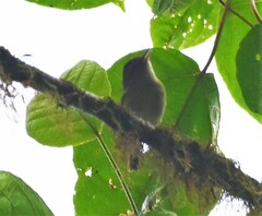 Vireo masteri