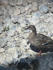 Anas platyrhynchos platyrhynchos