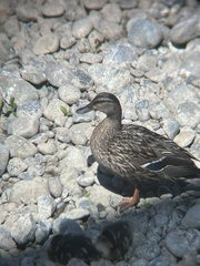 Anas platyrhynchos platyrhynchos